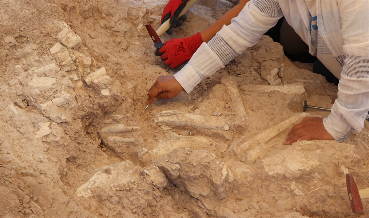 "Çok farklı türlerde örnekler keşfettik"