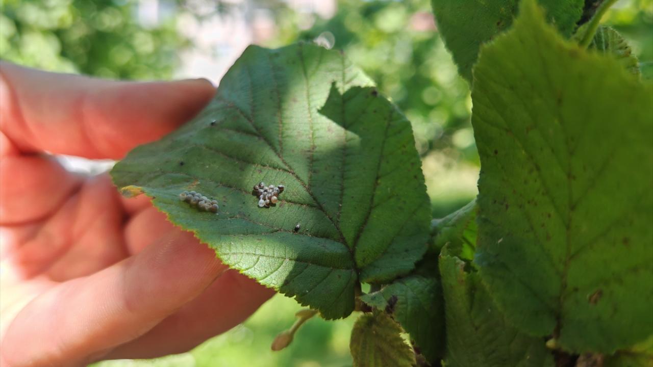 "Fındık ihracatının 4 milyar doların üzerine çıkmasını hedefliyoruz"