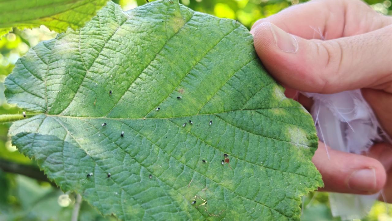 "Türkiye`de 1 milyon samuray arısı doğaya salınacak"