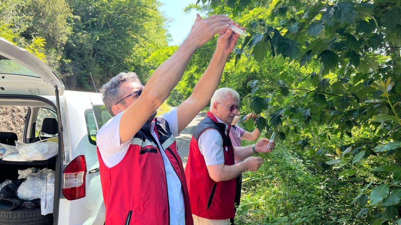 "Kokarca zararlısı yürütülen çalışmalarla ciddi oranda baskılandı"