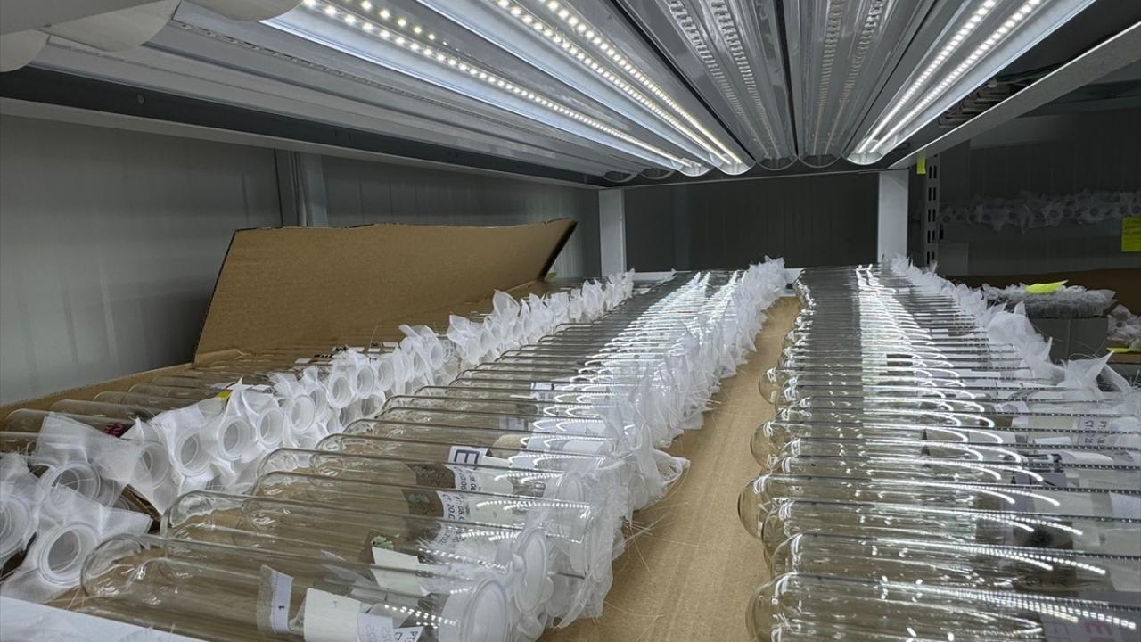 "Samuray arıların biyolojik mücadelede etkili olacağını bekliyoruz"