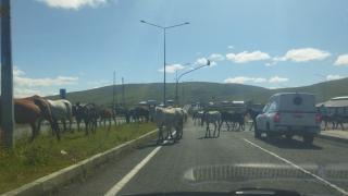 Ardahan’da başıboş atlar trafikte tehlike oluşturdu