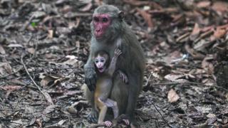 Bangladeş’deki Dulhazara Safari Parkı’nda vahşi yaşam