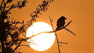 Londra'nın Bushy Parkı'nda Gün Doğumunda Doğal Yaşam