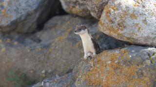 Koruma altındaki gelincik Kars kırsalında görüntülendi