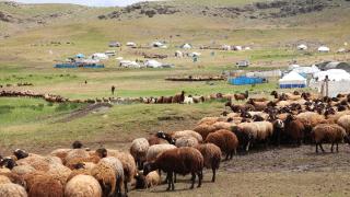 Ağrı'daki 371 yaylaya yerleşen göçer aileler yazı çadırlarda geçiriyor