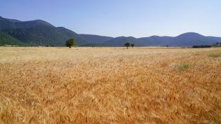 Korkuteli'de buğday hasadı