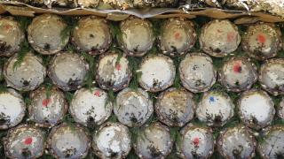 Siirt'te 2 bin 156 rakımlı yaylada tescilli Pervari balının üretimi için "tatlı mesai"