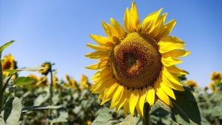 Tekirdağ'da ayçiçeği tarlaları sarı renge büründü