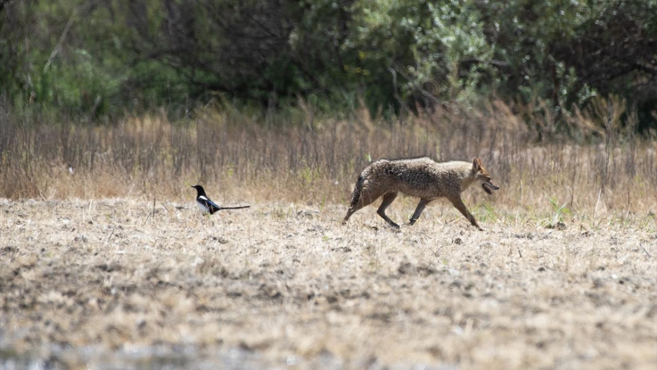 Çakal ve Saksağan