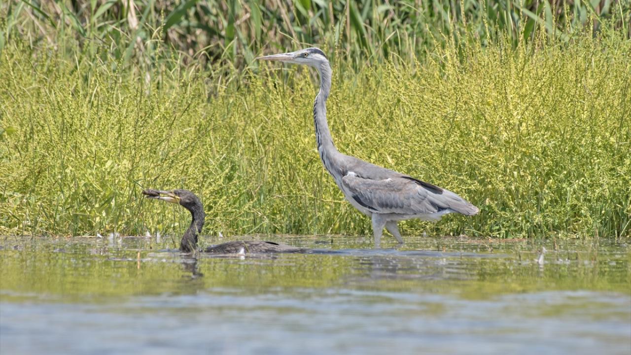 Gri balıkçıl ve Karabatak
