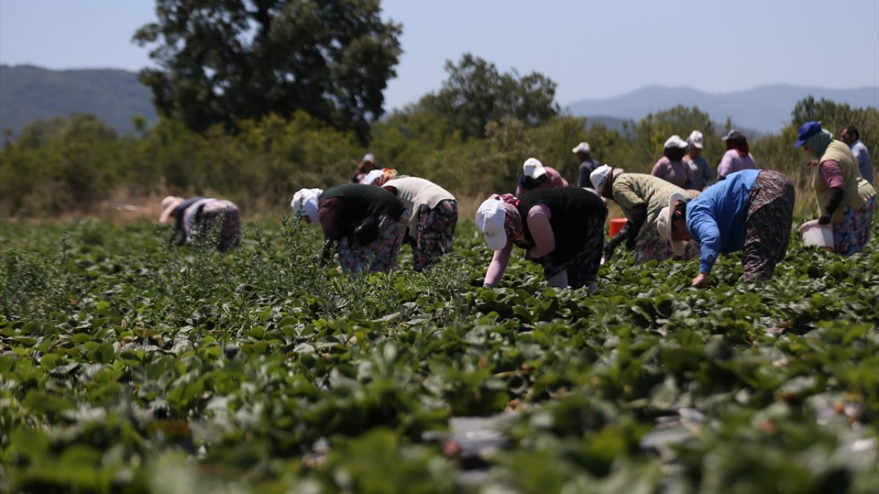 Yılda 40 bin tonun üzerinde çilek üretimi
