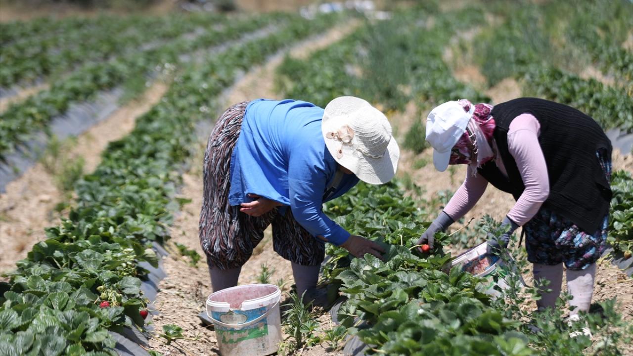 Diğer çileklerden farkı kokusu ve aroması