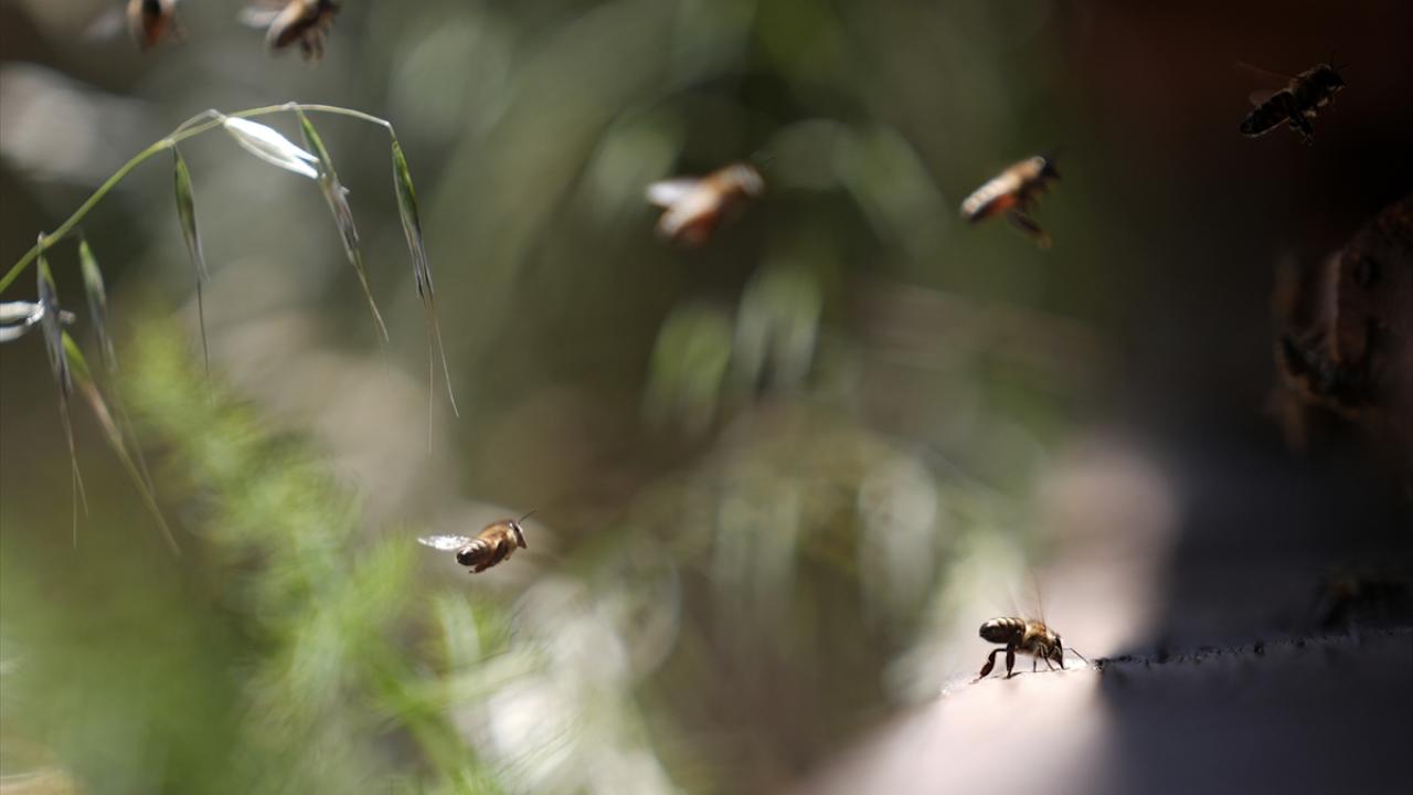 Başka ülkelerden de gelen var