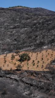 İzmir'de önceden otlardan temizlenen bahçe yangından etkilenmedi