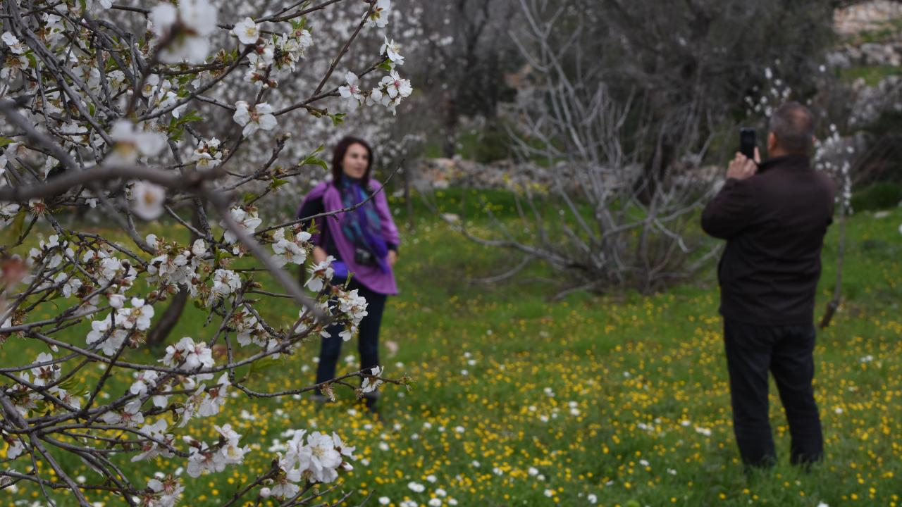 Datça Badem Çiçeği Festivali