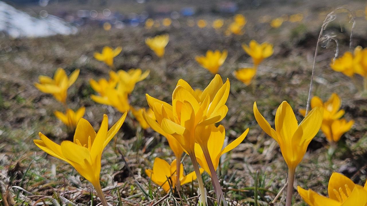 Çankırı Çiğdem Festivali