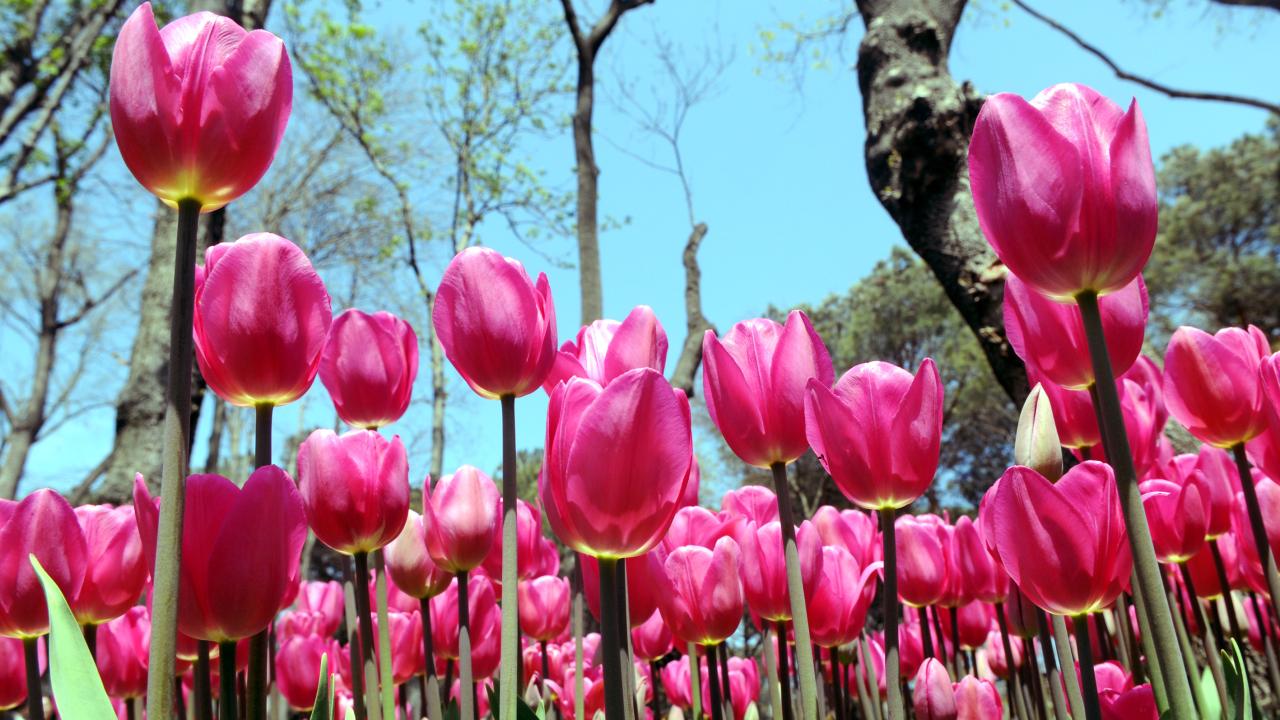 Türk çiçeği lale