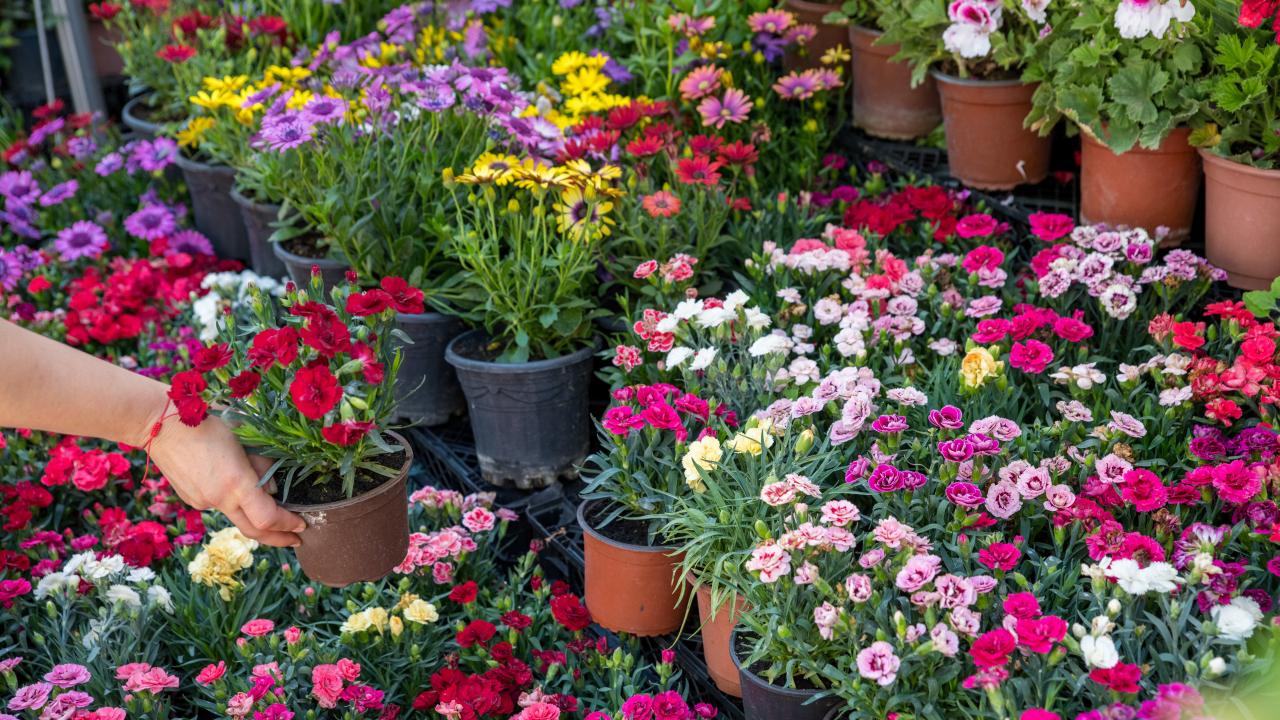 Uluslararası Çiçek Fuarı