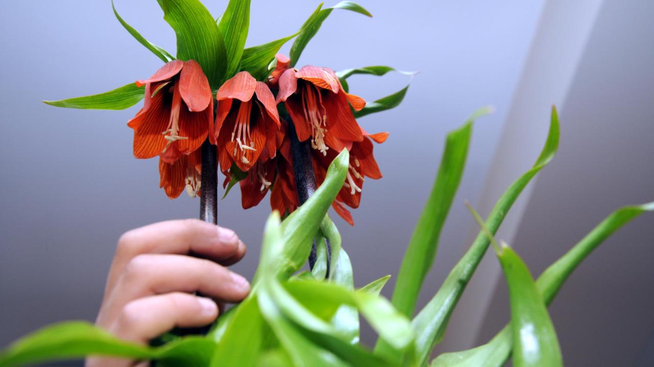 Denizli Ters Lale Festivali