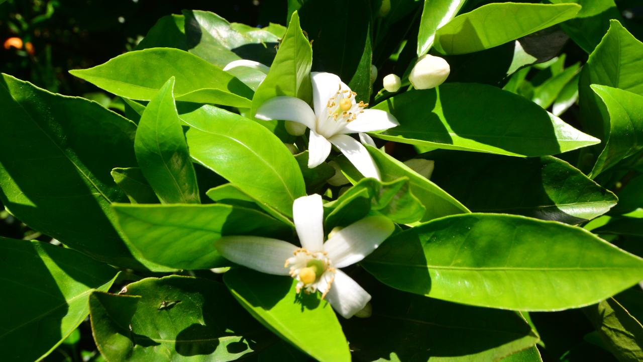 Mandalina Çiçeği Festivali