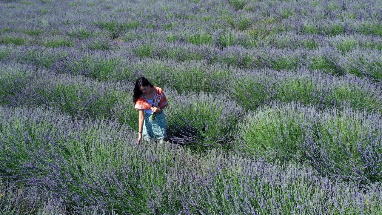 Seferihisar Lavanta Şenliği