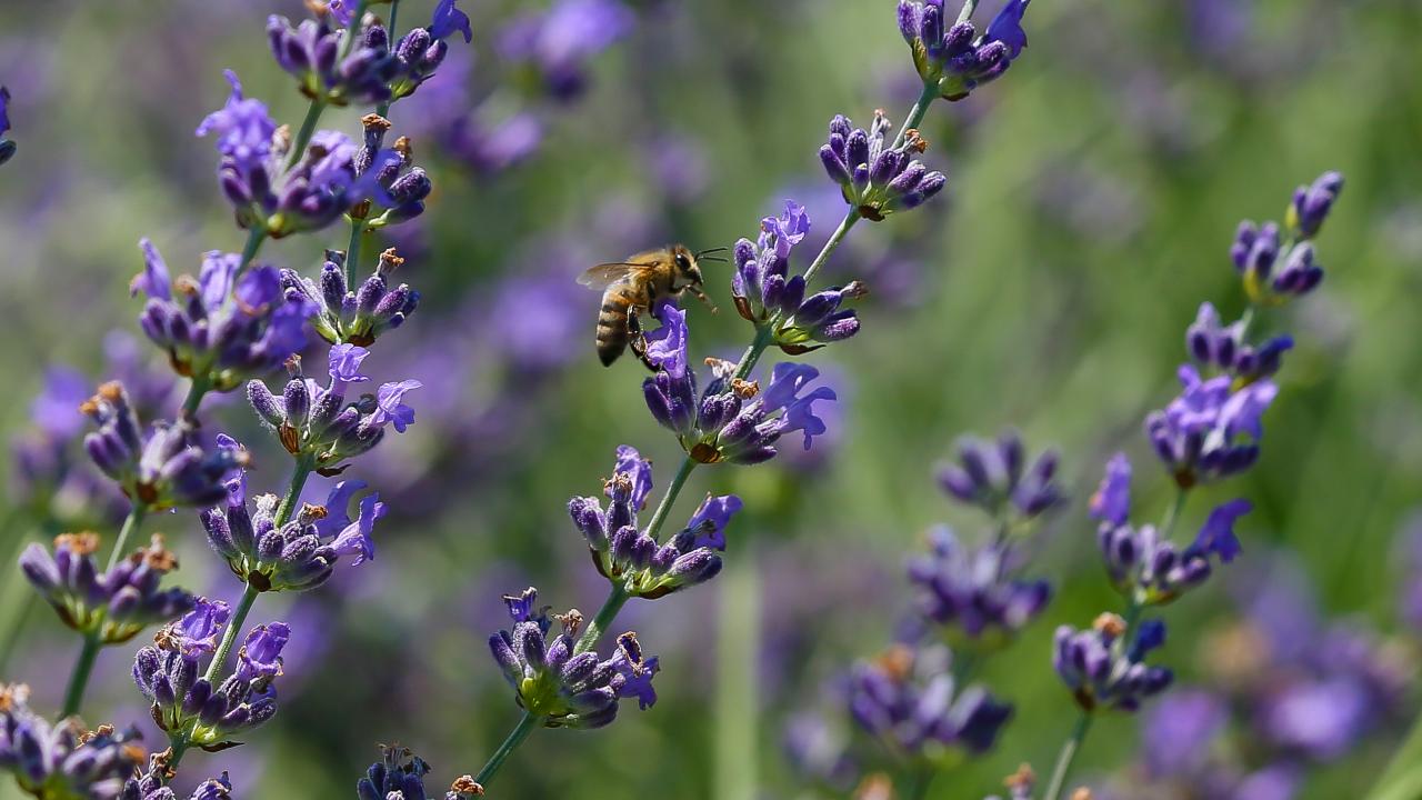 Mersin Lavanta Hasat Şenliği