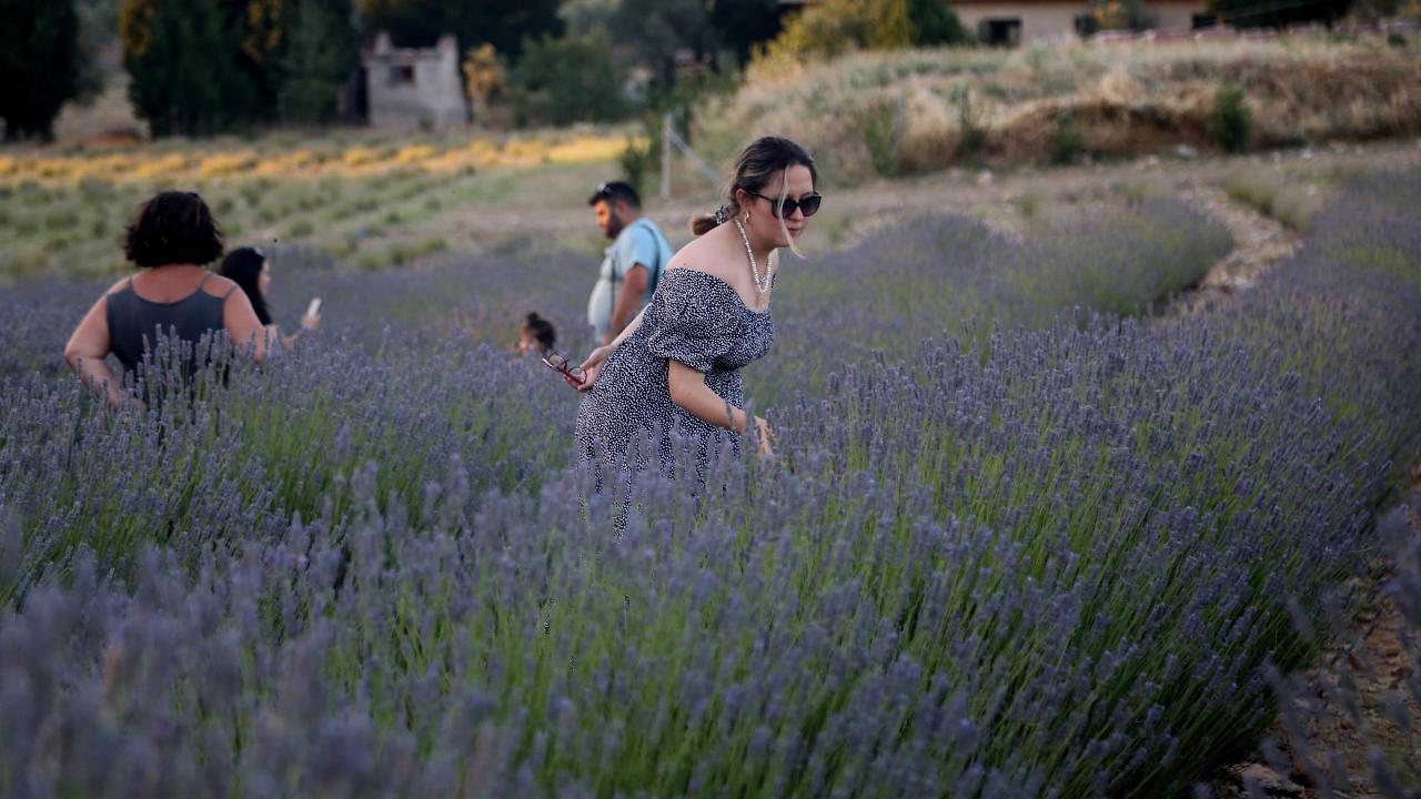 Muğla Lavanta Şenliği