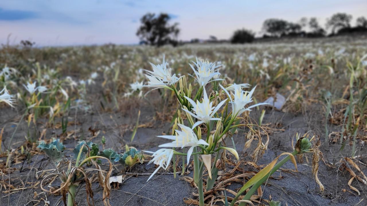 Kum Zambakları Festivali