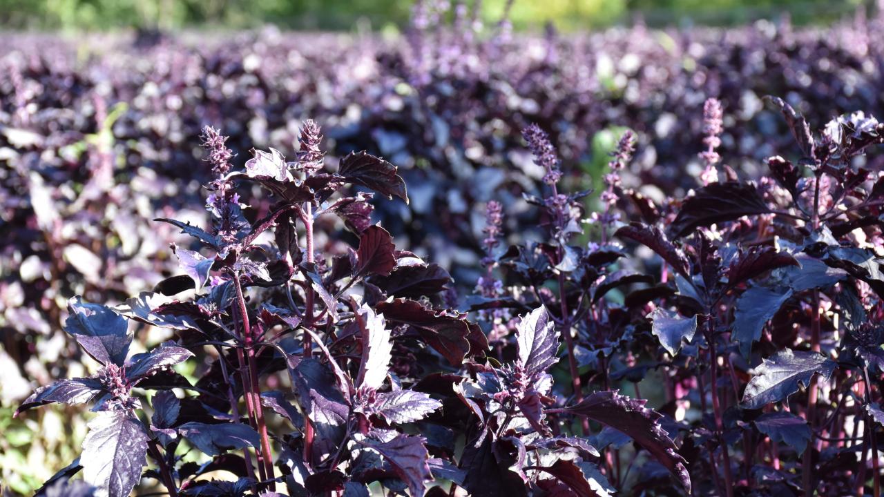 Mor Reyhan Şenlikleri