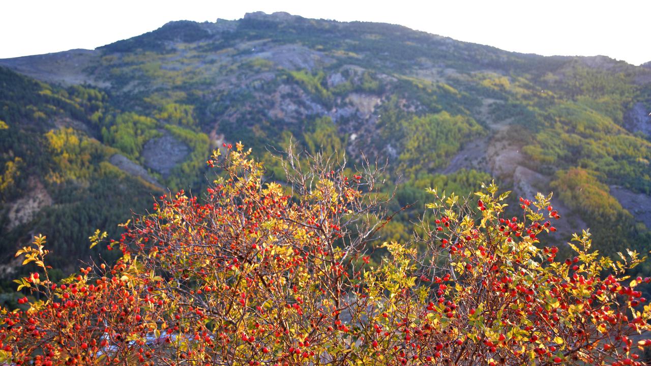 Gümüşhane Kuşburnu Festivali
