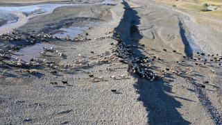 Ağrı'da yaylaları şenlendiren koyunların sağımını erkekler yapıyor