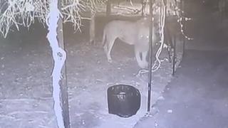 Manavgat'ta bir kişiyi yaralayan aslanın kafesinden kaçış görüntülerine ulaşıldı