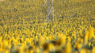 Tekirdağ ayçiçeği ile parlıyor