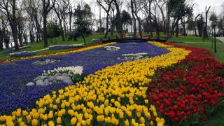 Çiçeğe adanmış festivaller