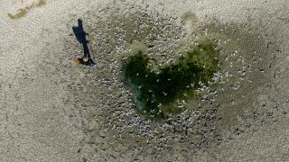 Karaman’daki İbrala Barajı’nda kuraklık nedeniyle balık ölümleri görüldü