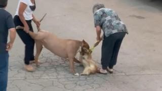 Ağızlıksız dolaştırılan pitbull, hem köpeğe hem de kendi sahibine saldırdı