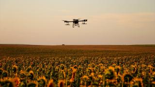 Tekirdağ'da çiftçiler artan çekirge popülasyonuna karşı ilaçlama çalışması başlattı