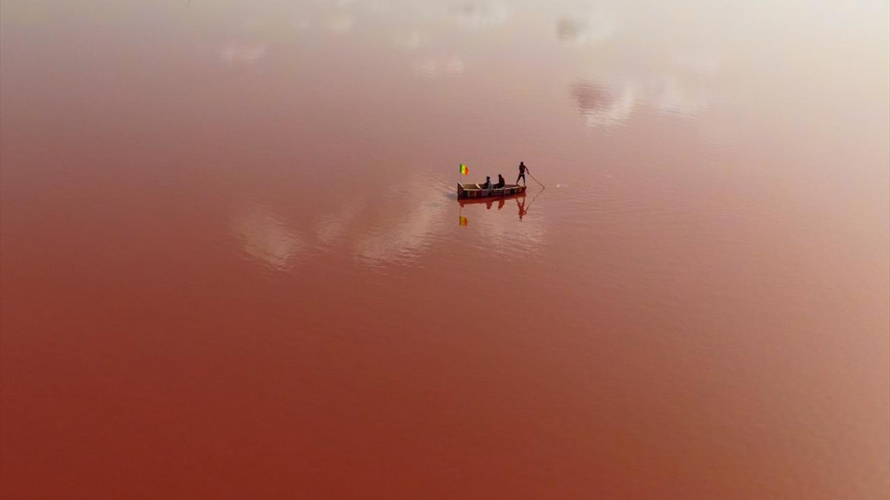 Pembe rengin kaynağı yeşil bir alg