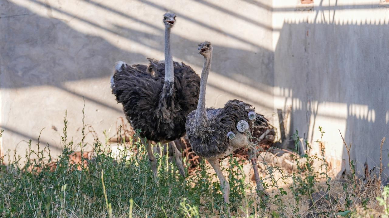 "Tüm canlıların mutlu olma hakkının olduğu mesajını vermek istedik"