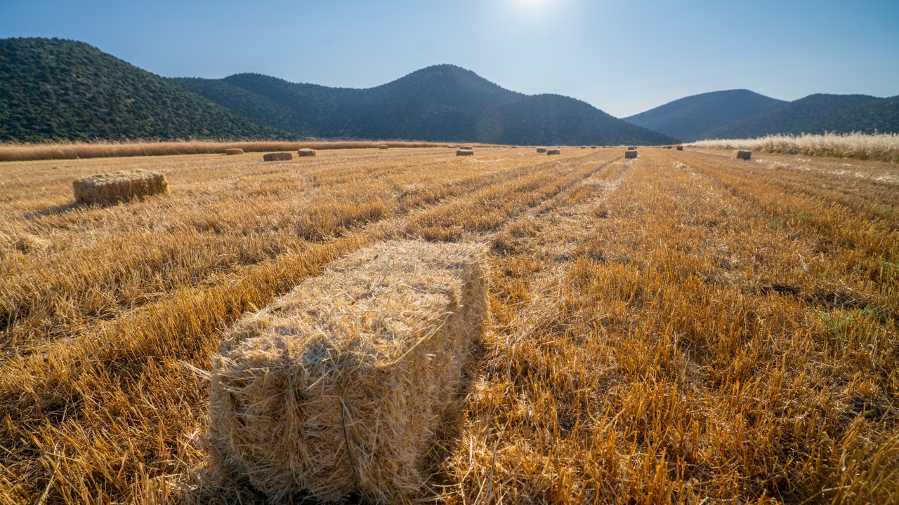 Antalya'da buğday hasadının sonuna gelindi