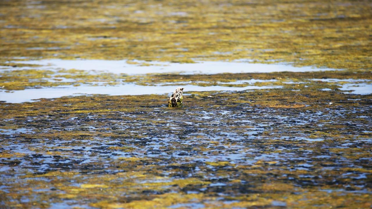 Ege Bölgesi`nde toplam yağış miktarı yüzde 25 azaldı