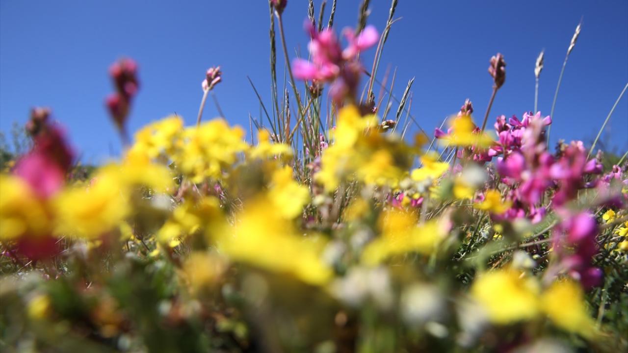 "Ilgaz`ın serin havasında, binbir çeşit çiçeğin arasında..."