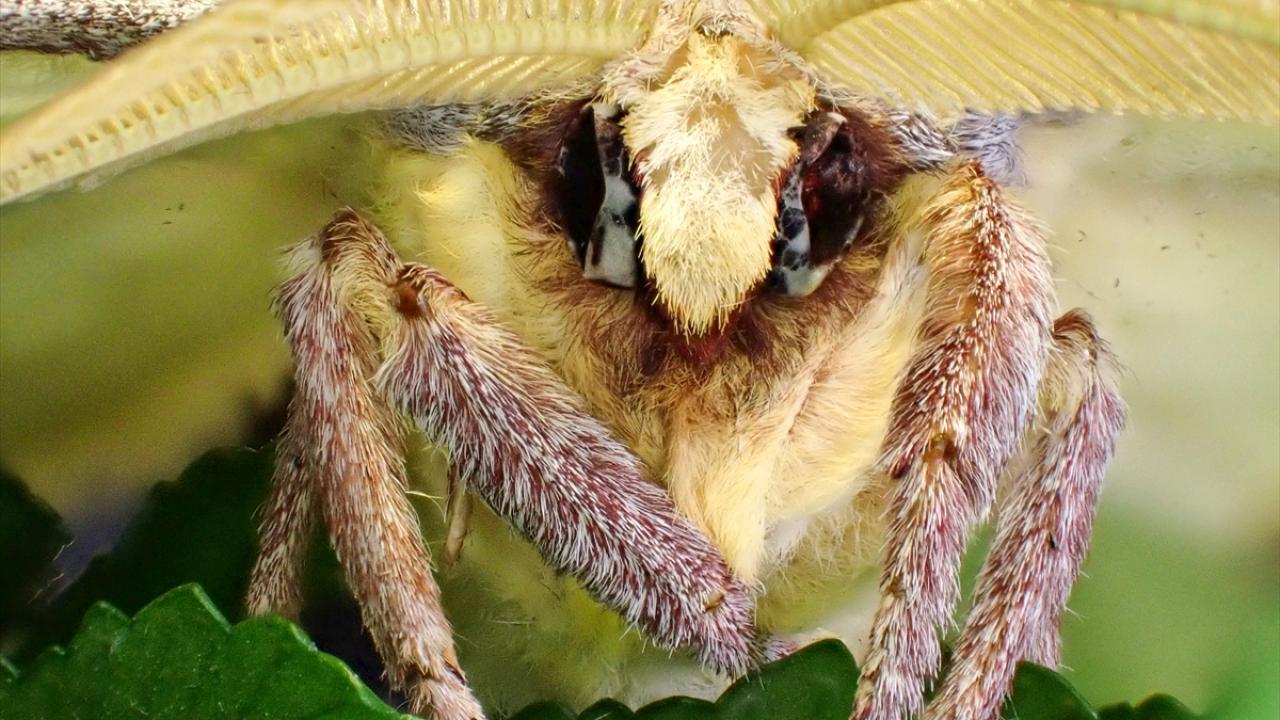 "Gözünün yapısı, 180 derece görmesini sağlıyor"