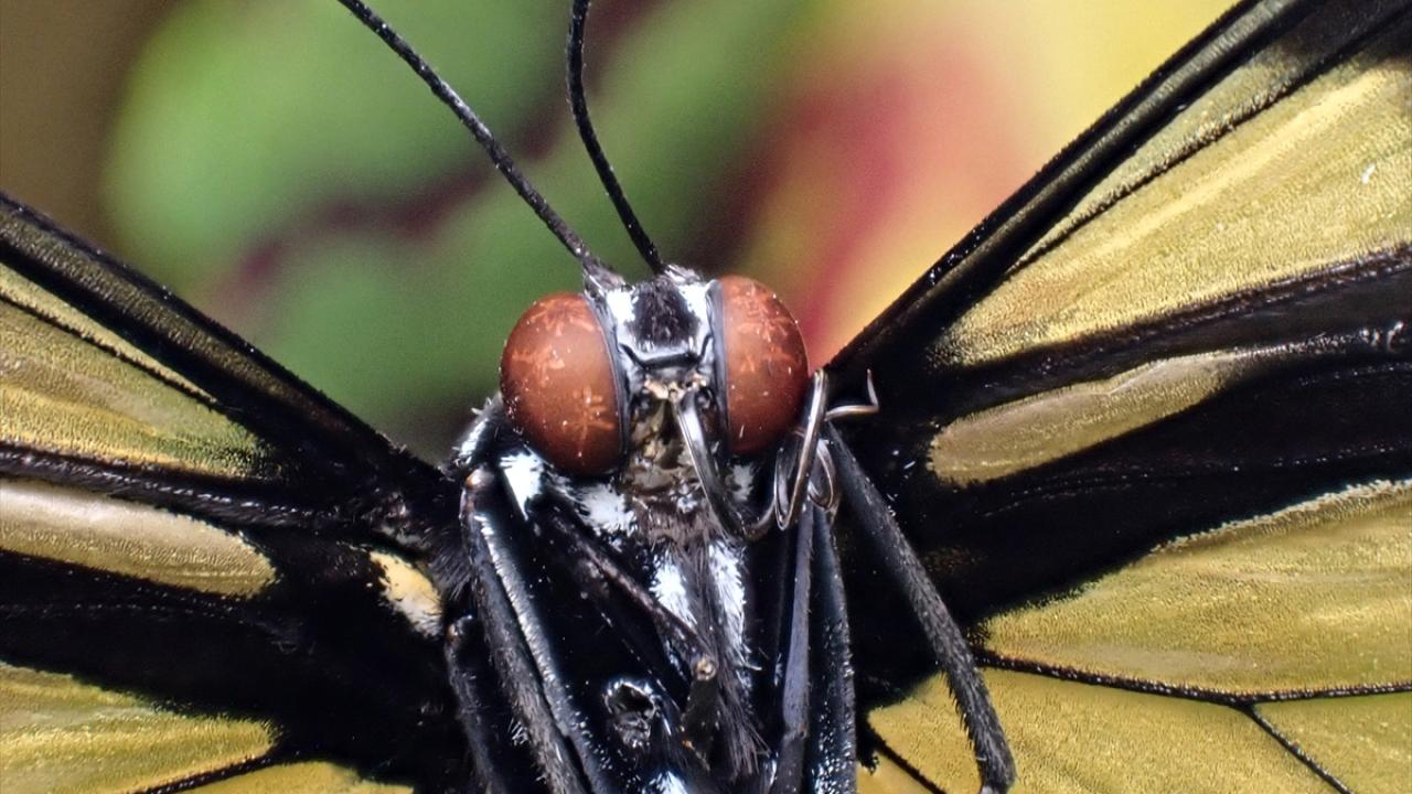 "Kelebeklerin tat alma duyuları ayaklarında"