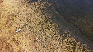 Sıcaklıkların artmasıyla suyu çekilmeye başlayan Bafa Gölü'nde kirlilik yaşanıyor