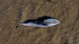 Arjantin’de ölü balina kıyıya vurdu