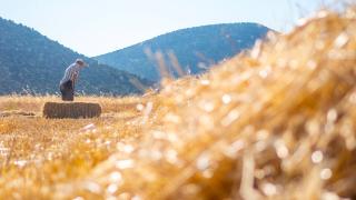 Antalya'da buğday hasadının sonuna gelindi
