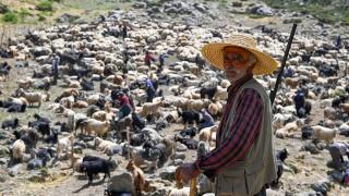 Hakkari yaylalarında otlatılan sürüler sağım için zorlu yolları aşıyor