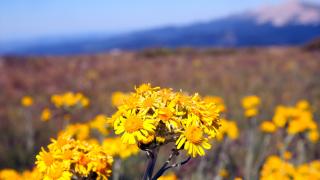 Ilgaz Dağı'nın zirvesinde açan çiçeklerle bahar yeni yaşanıyor